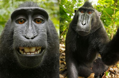 Selfie Monyet Sulawesi Bikin Fotografer Inggris Kesal pada Wikipedia