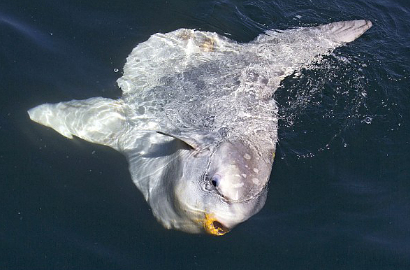 Mola Mola, Ikan Bentuk Paling Aneh Ini Tertangkap Kamera