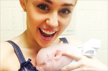 Miley Cyrus Kenalkan Peliharaan Babi Terbarunya