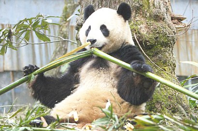 Pesawat Dilarang Lintasi Kebun Binatang Edinburgh Demi Panda Hamil