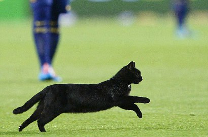 Kucing Hitam Bawa Keberuntungan Untuk Barcelona
