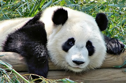 Panda di Tiongkok Pura-Pura Hamil Agar Dimanja dan Dapat Makanan Enak