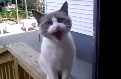 Kucing Ini Ngomel di Depan Pintu Rumah Orang