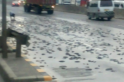 Ratusan Ikan Lele Sebabkan Kemacetan di Tol Cikarang