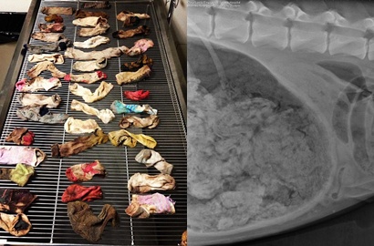 Dokter Temukan 43 Kaos Kaki di Perut Anjing Ini