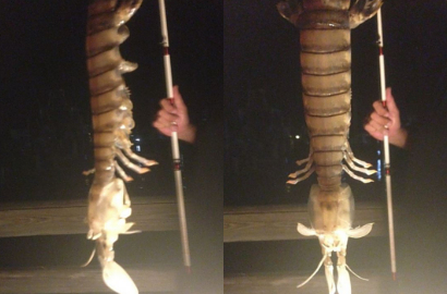 Udang Raksasa 18 Inci Ditemukan di Florida