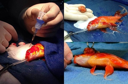 Keren, Dokter Lakukan Operasi Tumor Otak pada Ikan Mas