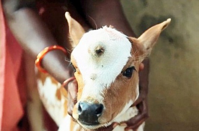 Dianggap Titisan Dewa, Kambing Bermata Tiga Dipuja di India