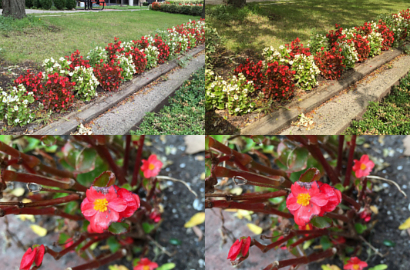 Inilah Foto Hasil Jepretan iPhone 6 dan Plus