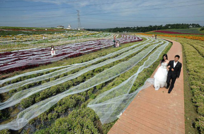 Inilah Ekor Gaun Pengantin Terpanjang Sedunia 4,8 Km