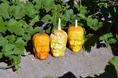 Halloween, Petani California Tanam Labu Berbentuk Frankenstein