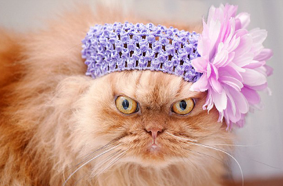 Kucing Berwajah Cemberut Ini Tak Bisa Senyum