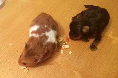 Wow, Anak Anjing Ini Ternyata Lebih Kecil dari Hamster