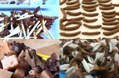 Larva Berbalut Coklat Jadi Sajian Unik di Museum Ini