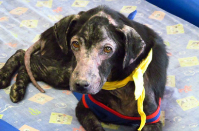Aneh, Anjing Labrador Ini Alergi dengan Manusia