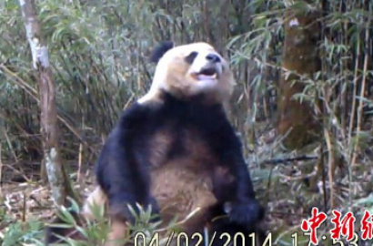 Kesepian, Panda di Tiongkok Ini Masturbasi?