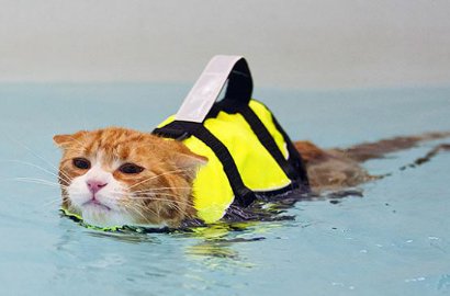 Roy, Kucing Penyelamat Lucu yang Hobi Berenang
