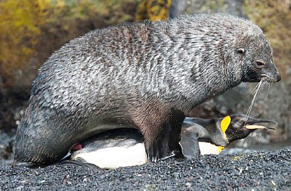Ilmuwan Bingung Fenomena Anjing Laut Paksa Kawini Pinguin