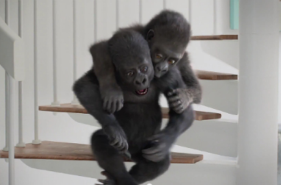 Lucunya Iklan Layar Gorilla Glass 4 yang Kian Mantap