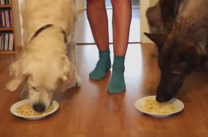 Inilah Aksi Anjing Golden Retriever vs German Shepherd Lomba Makan Spageti