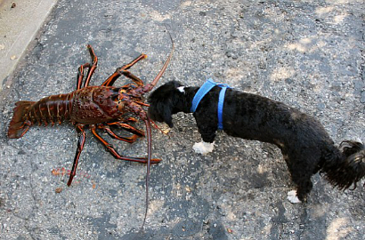 Lobster Mirip Tarantula Berumur 70 Tahun Seberat 5,5 Kg Ditemukan