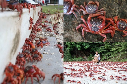 Jutaan Kepiting Merah Rayakan Natal di Christmas Island Australia?