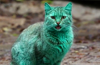Wow, Kucing Ganteng Ini Tak Sengaja Berubah Warna Jadi Hijau Kebiruan