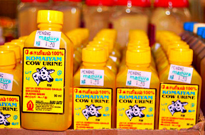 Urin dan Kotoran Sapi Dijadikan Obat Jerawat di India