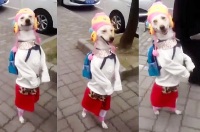 Astaga,  Anjing Ini Memakai Baju Perempuan dan Berjalan dengan 2 Kaki