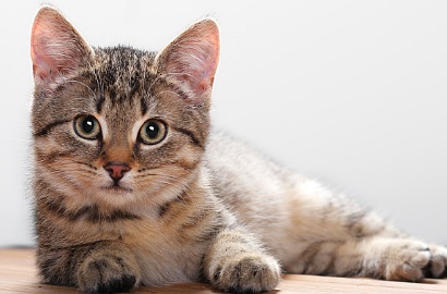 Putus dari Pacar, Wanita Ini Nikahi 2 Kucing Peliharaan