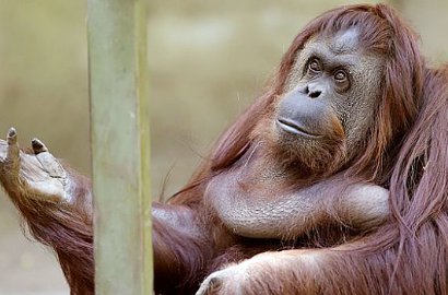 Dapat Hak Asasi Manusia, Sandra Jadi Orangutan Pertama di Dunia