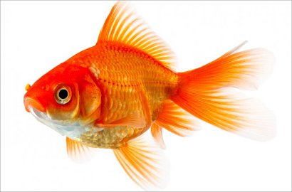 Ikan Mas Kena Sembelit, Pria di Inggris Rela Habiskan Rp 5,8 Juta