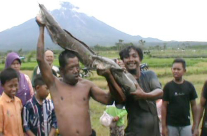 Warga Temukan Ikan Lele Raksasa di Lumajang