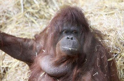 Wah, Orangutan di Jerman Tiru Cara Berbicara Manusia