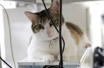 Perbaiki Produktivitas, Kantor Ini Penuhi Ruang Kerja dengan Kucing