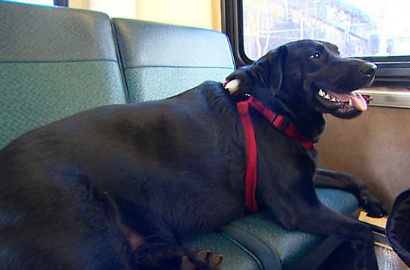 Tak Sabar Tunggu Majikan, Anjing di Amerika Naik Bus Sendirian ke Taman