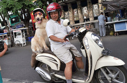Bisa Naik Motor, Anjing di Indonesia Sedot Perhatian Publik