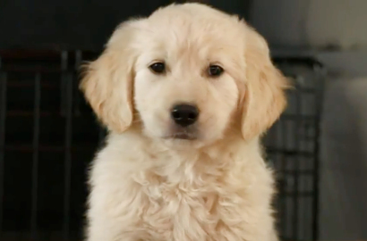 Iklan GoDaddy di Super Bowl Menuai Kritikan Publik