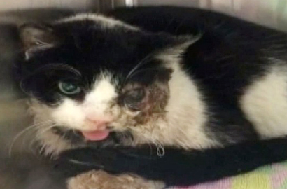 Astaga, Kucing Ini Bangkit dari Kubur