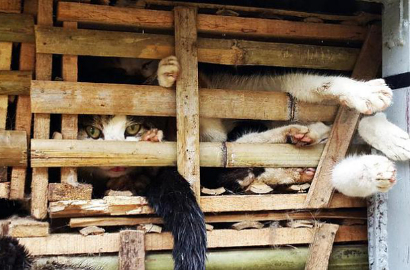Sadis, 3 Ton Kucing Hidup Ini Akan Dijadikan Makanan di Vietnam