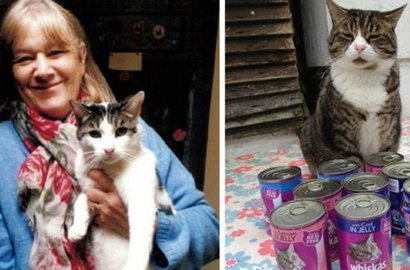 Wanita 50 Tahun Ini Pelihara Seribu Kucing
