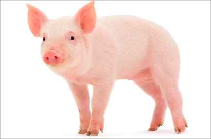 Seram, Babi Ini Punya Wajah Mirip Manusia