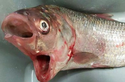 Pemancing di Australia Temukan Ikan Kakap Bermulut Dua