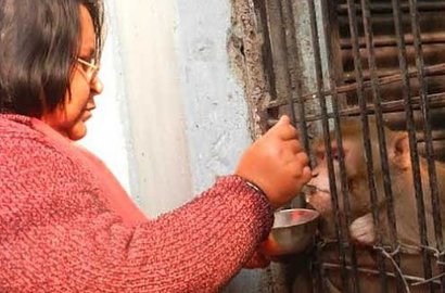 Suami Istri Kaya Raya Wariskan Harta Pada Monyet
