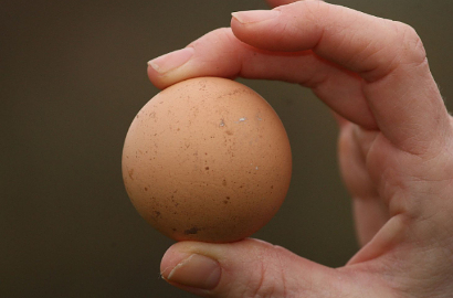 Wah, Telur Ini Dijual Rp 1 Miliar di eBay