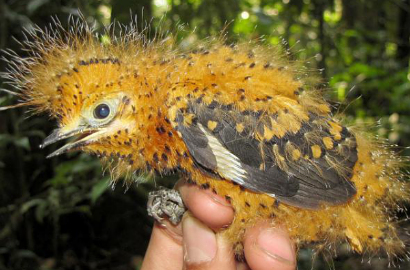 Wah, Burung di Amazon Ini Bisa Kamuflase Jadi Ulat Beracun