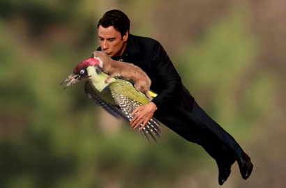 Ini Meme Kocak Foto Musang Numpang di Burung Terbang
