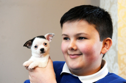 Wajah Anjing Chihuahua di Inggris Mirip Adolf Hitler