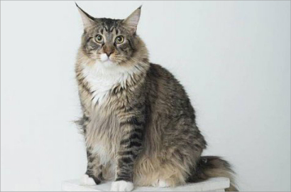 Lucunya Ludo, Kucing Terbesar di Inggris