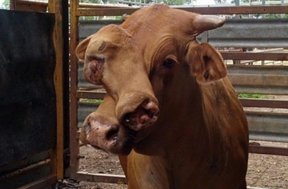 Hiii, Ada Sapi Bermuka Dua Ditemukan di Australia